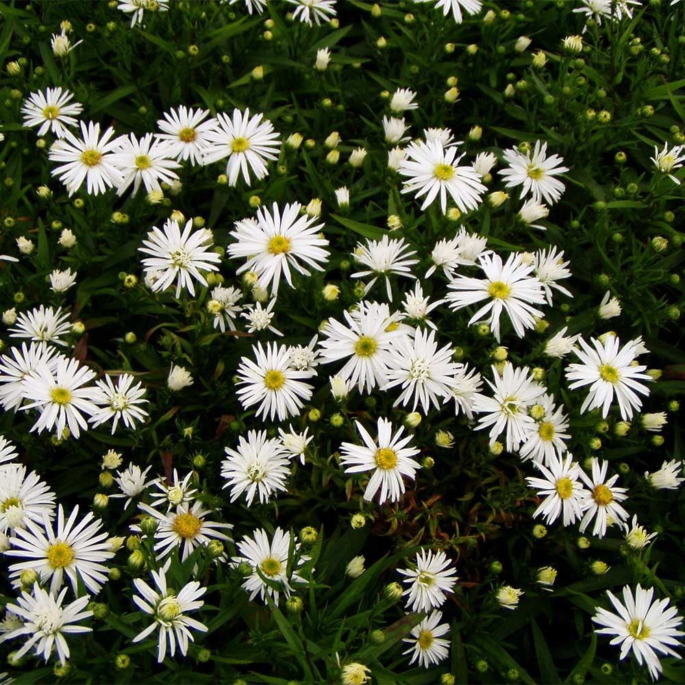 Kissenaster 'Apollo'
