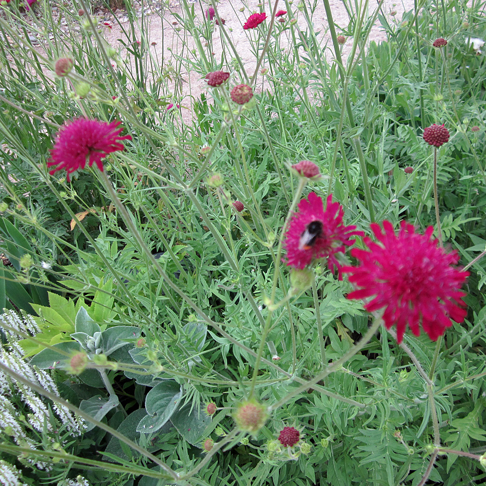 Witwenblume