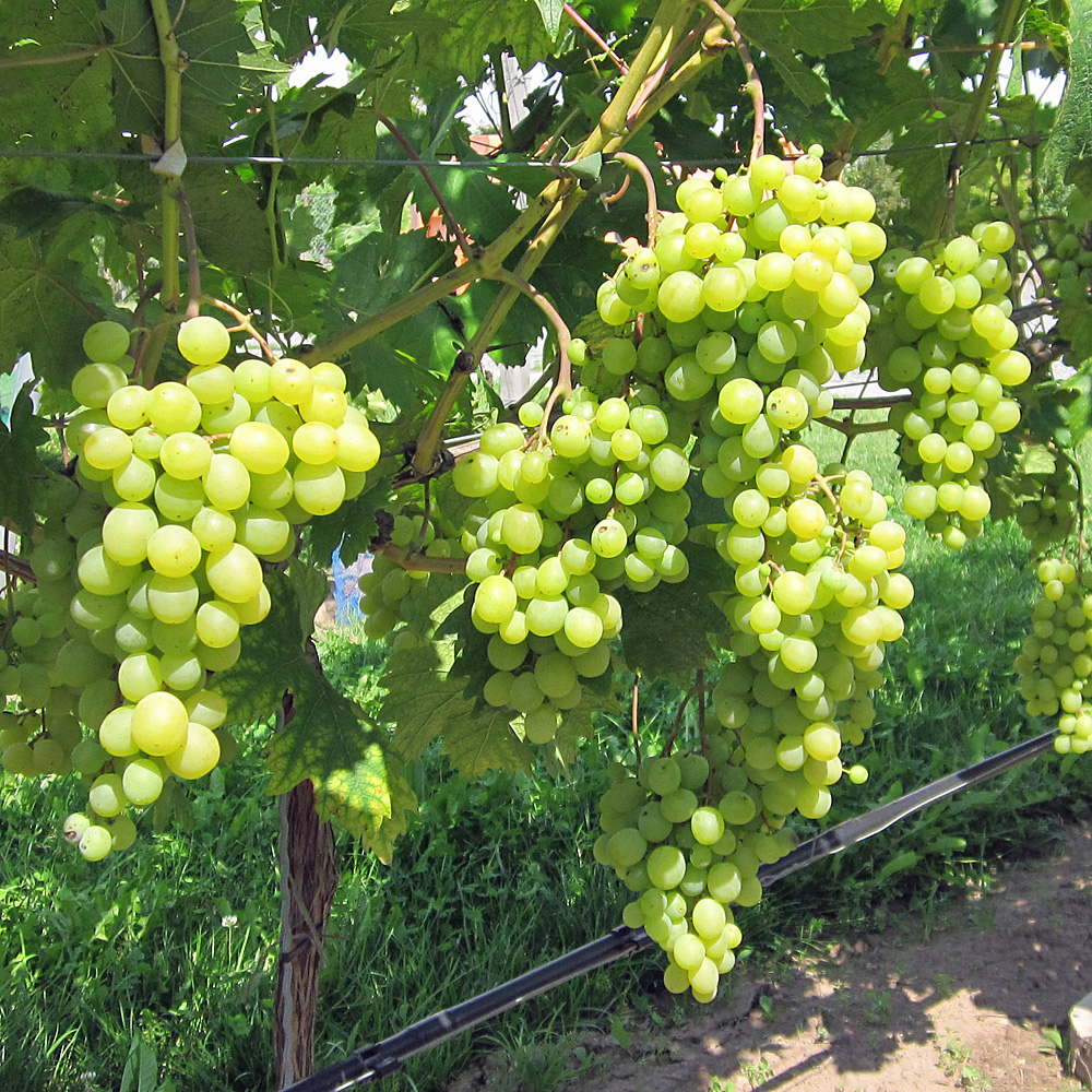 Weinrebe 'Arkadia'
