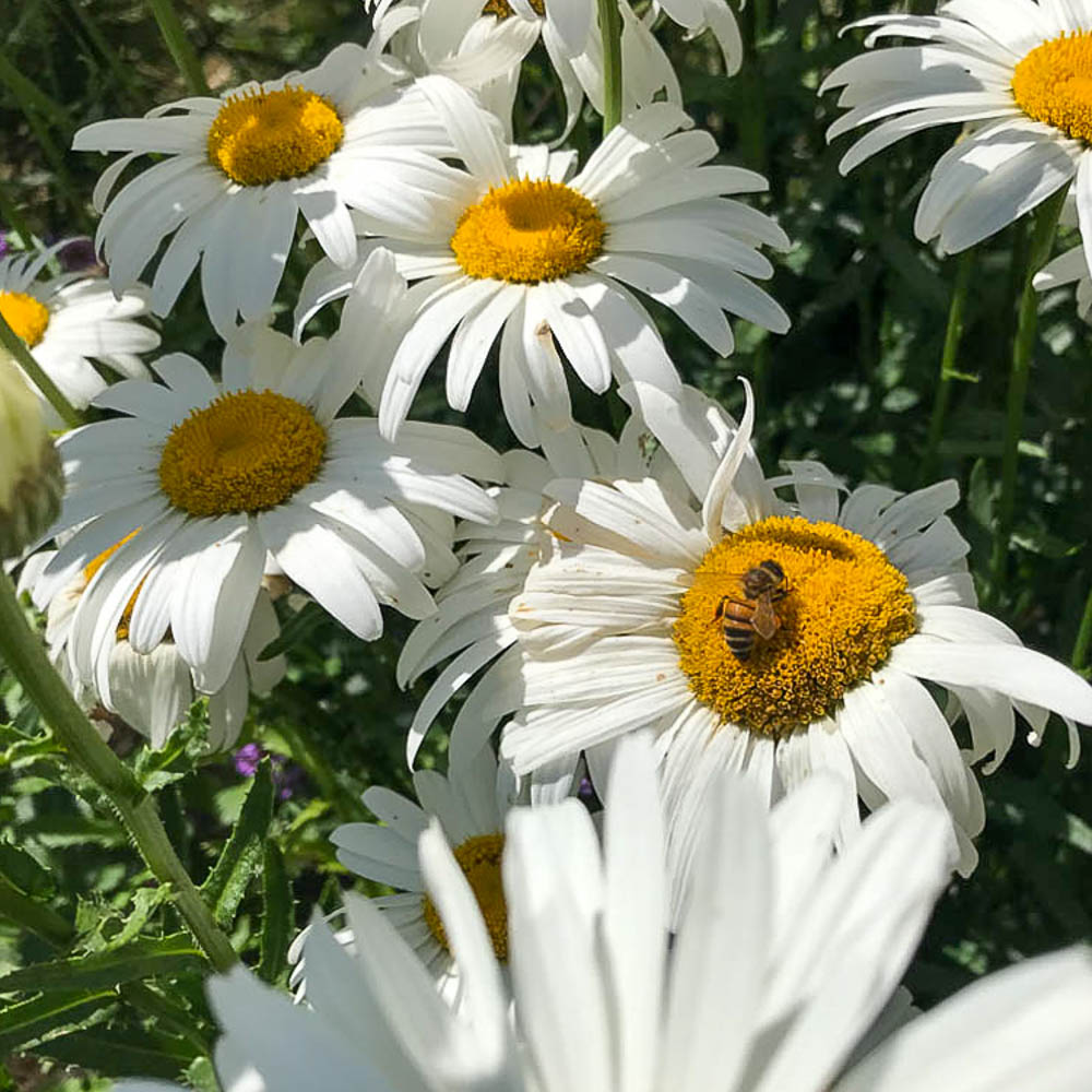 Margerite Silberprinzesschen, Leucanthemum