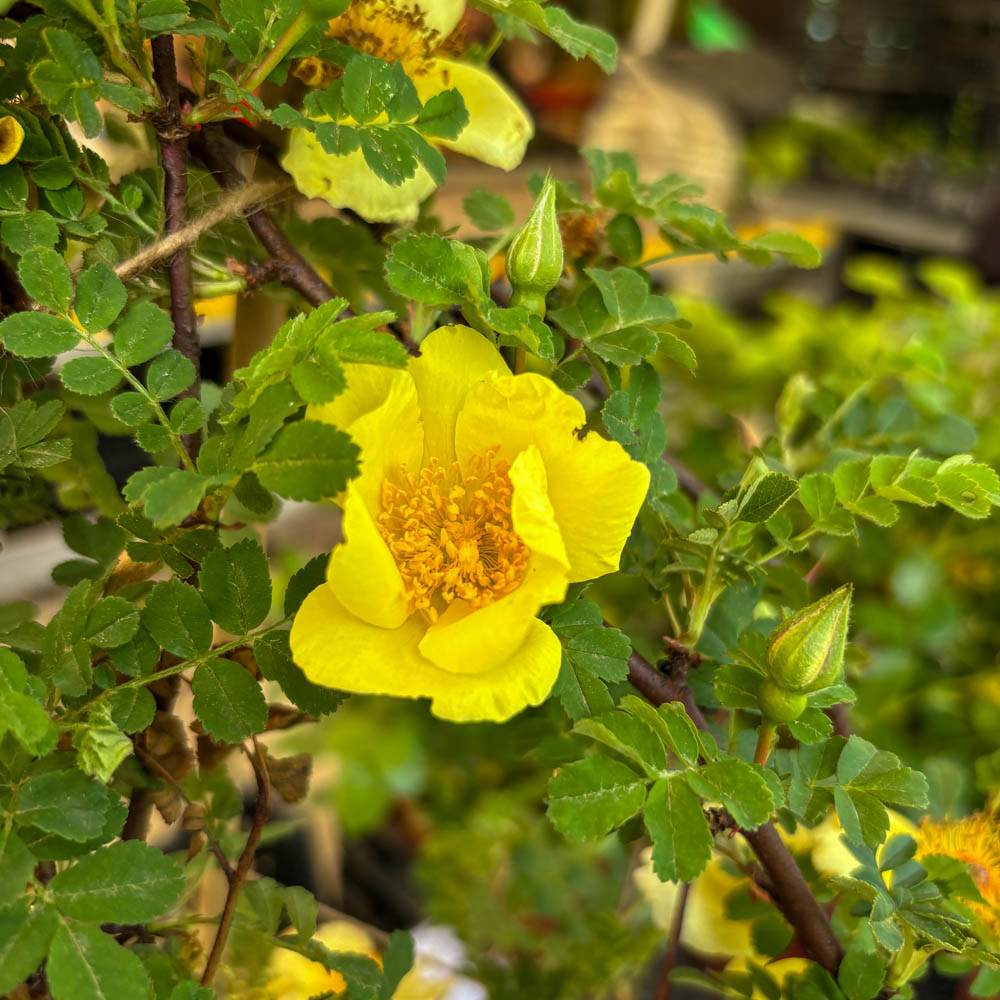 Chinesische Goldrose
