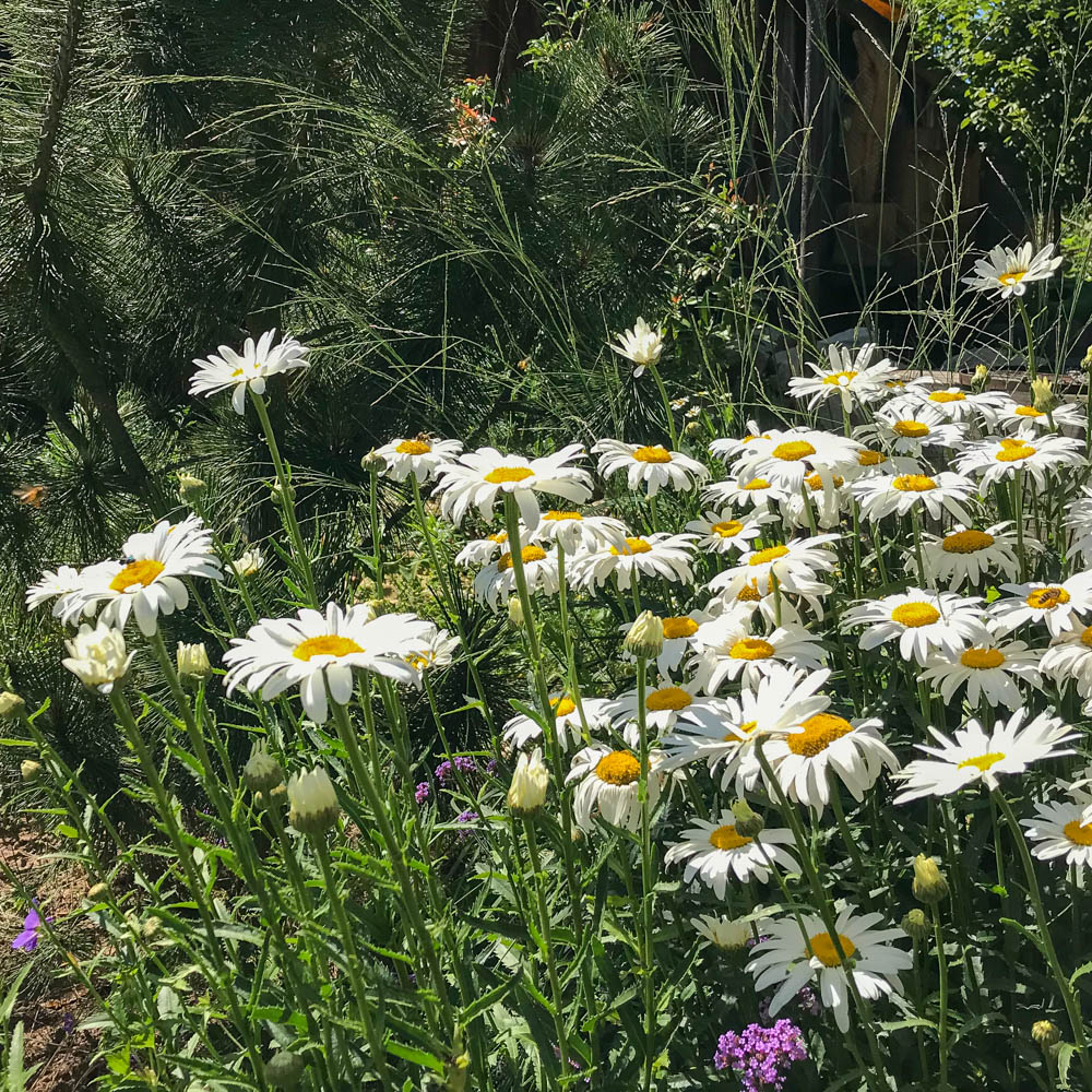 Margerite 'Beethoven'