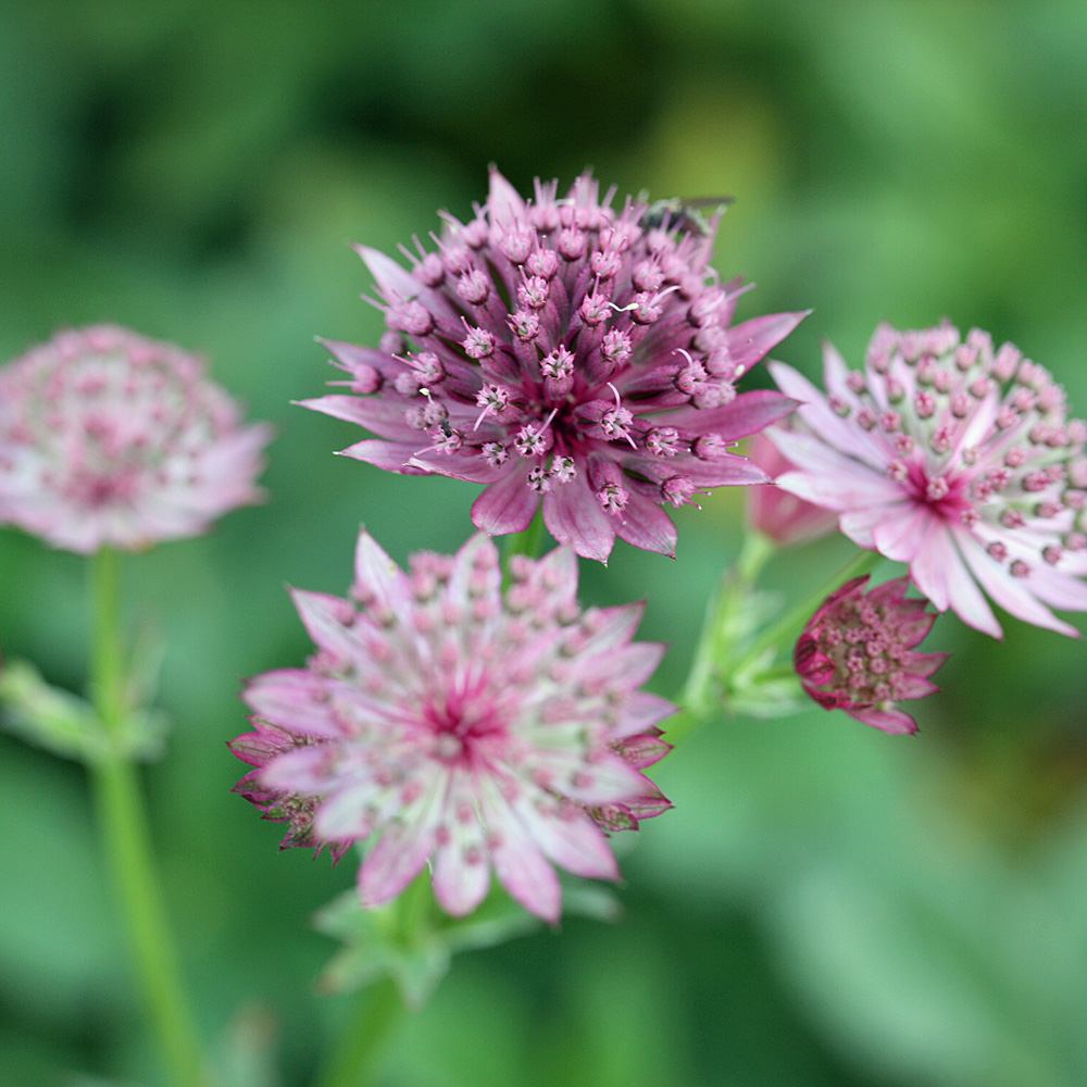 Sterndolde Roma, Astrantia, Schattenpflanze