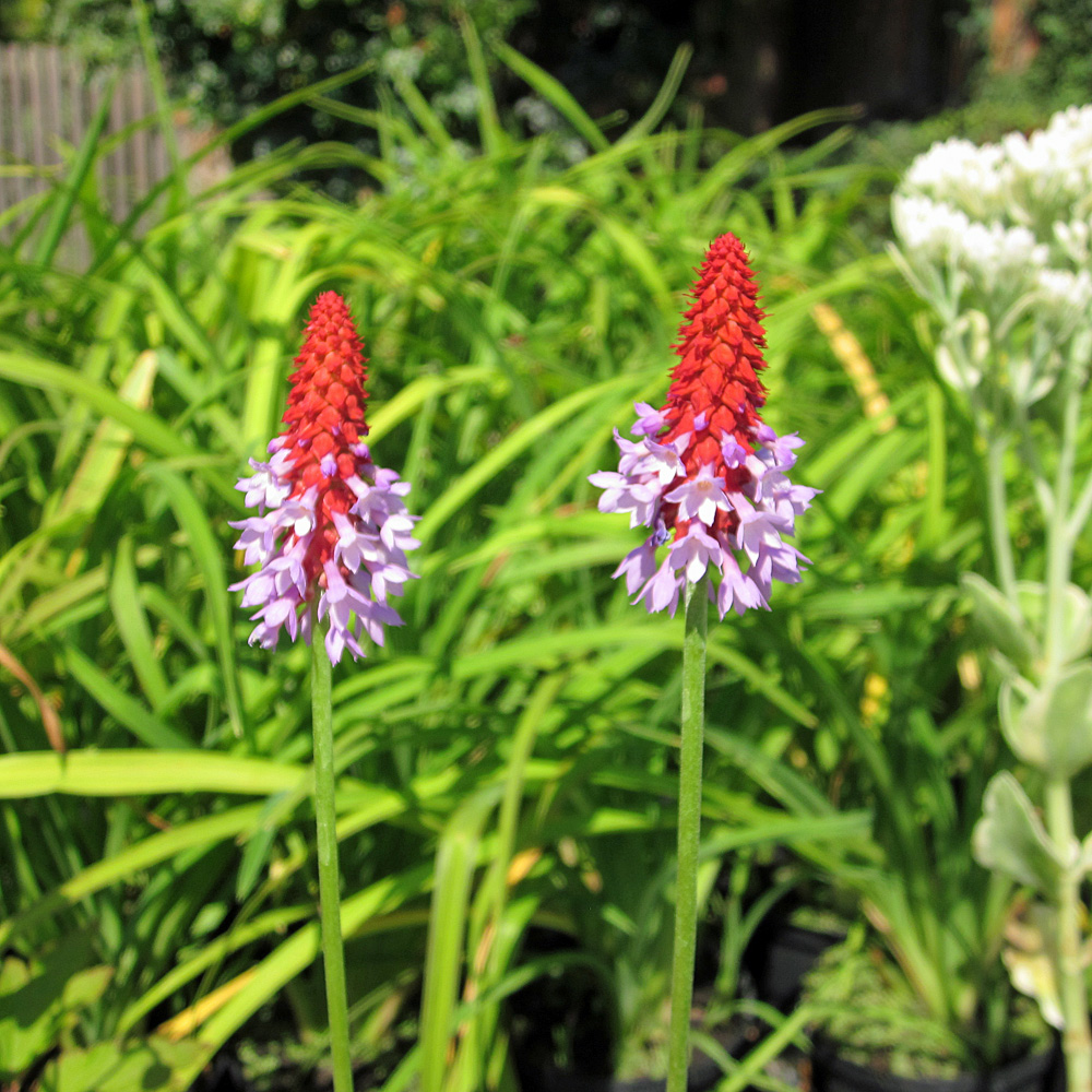 Orchideen Primel, Sommerblüher