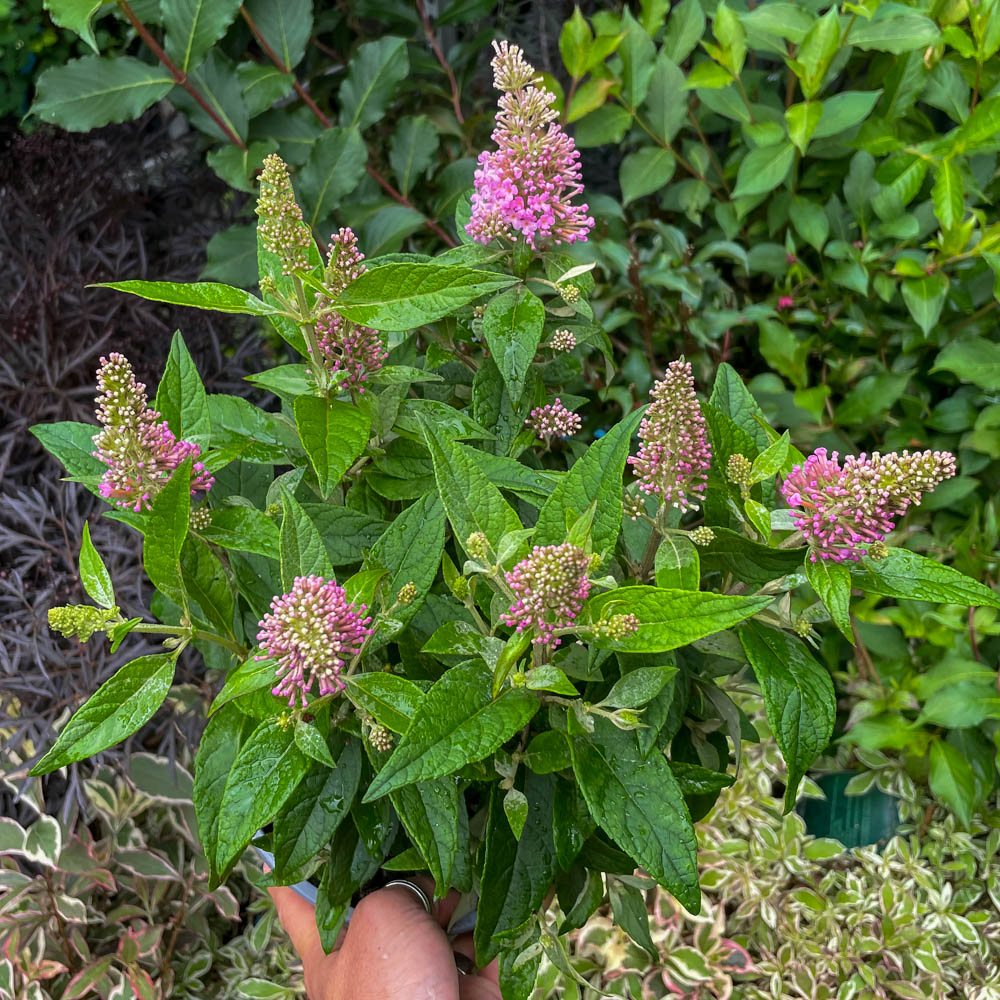 Zwerg Sommerflieder Butterfly Candy 'Little Pink'