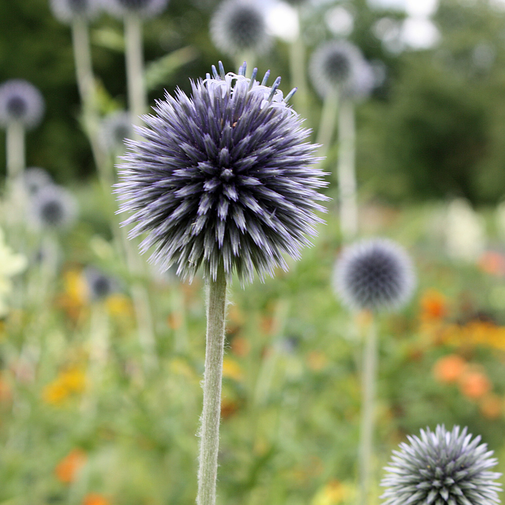 Kugeldistel, Distel, Bienenpflanze