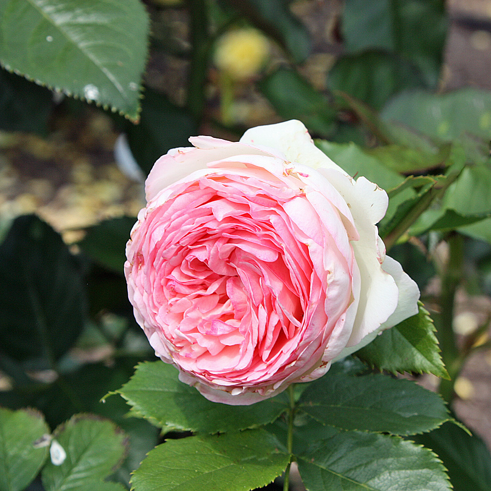 Strauchrose Eden Rose, Blütenpflanze