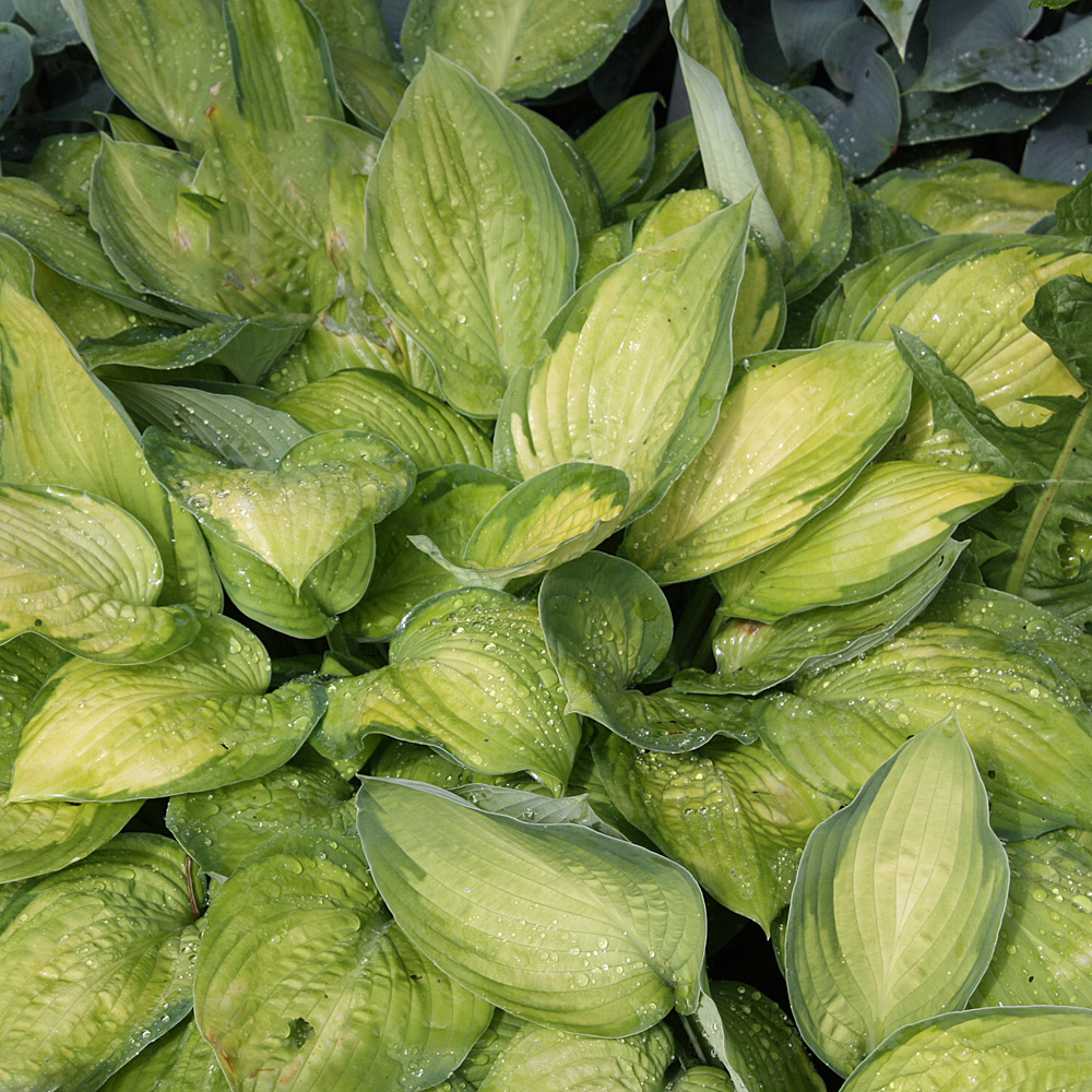 Funkie Gold Standard, Hosta, Unterbepflanzung, Schattenpflanze