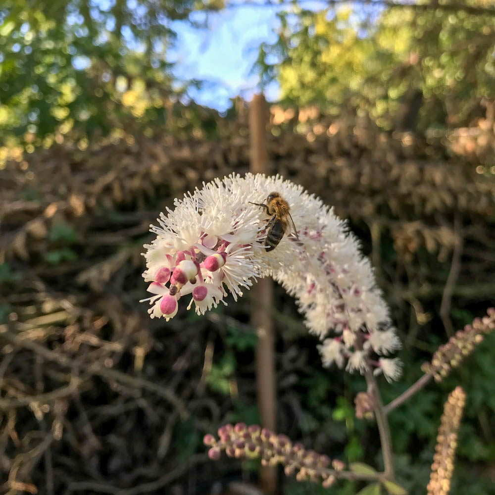 Silberkerze 'Atropurpurea'