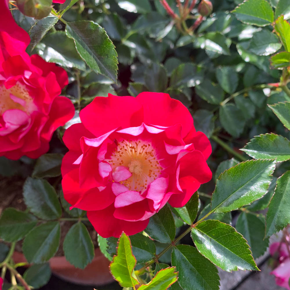 Bodendeckerrose 'Lipstick'