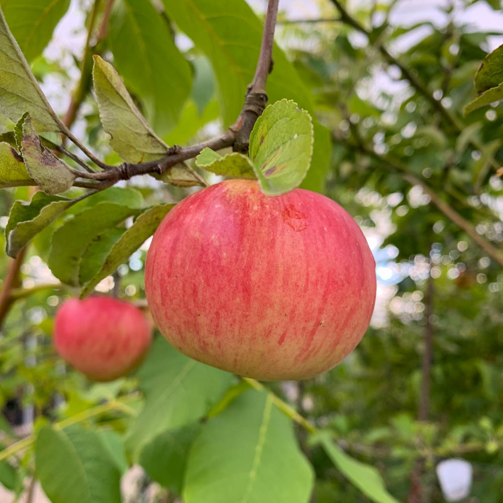 Apfel 'Pinova' ®