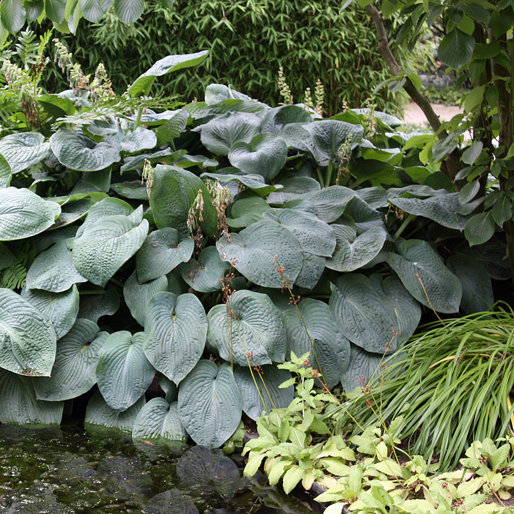 Blaublattfunkie Elegans, Funkie, Hosta, Blattschmuck