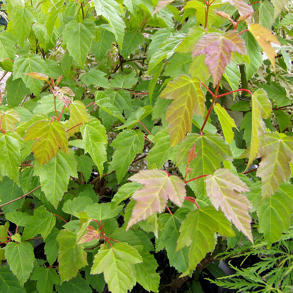 Feuerahorn, Acer, Ahorn, Heckenpflanze, Wildgehölz