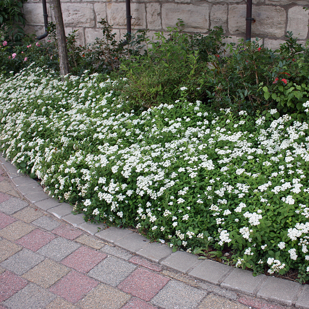 Zwergspiere Albiflora, Blütenstrauch, Bodendecker