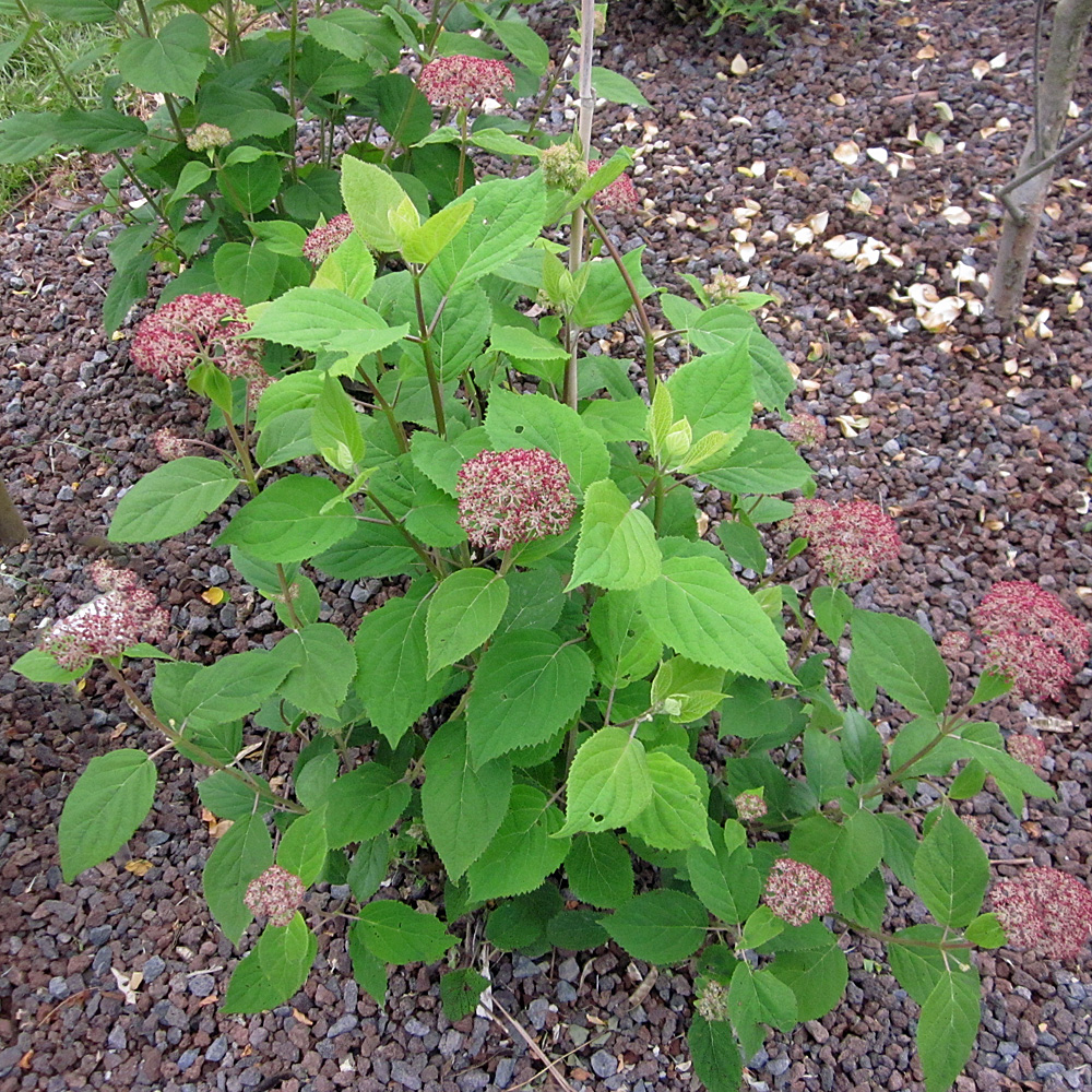 Balllhortensie Pink Annabelle, Hydrangea, Blütengehölz