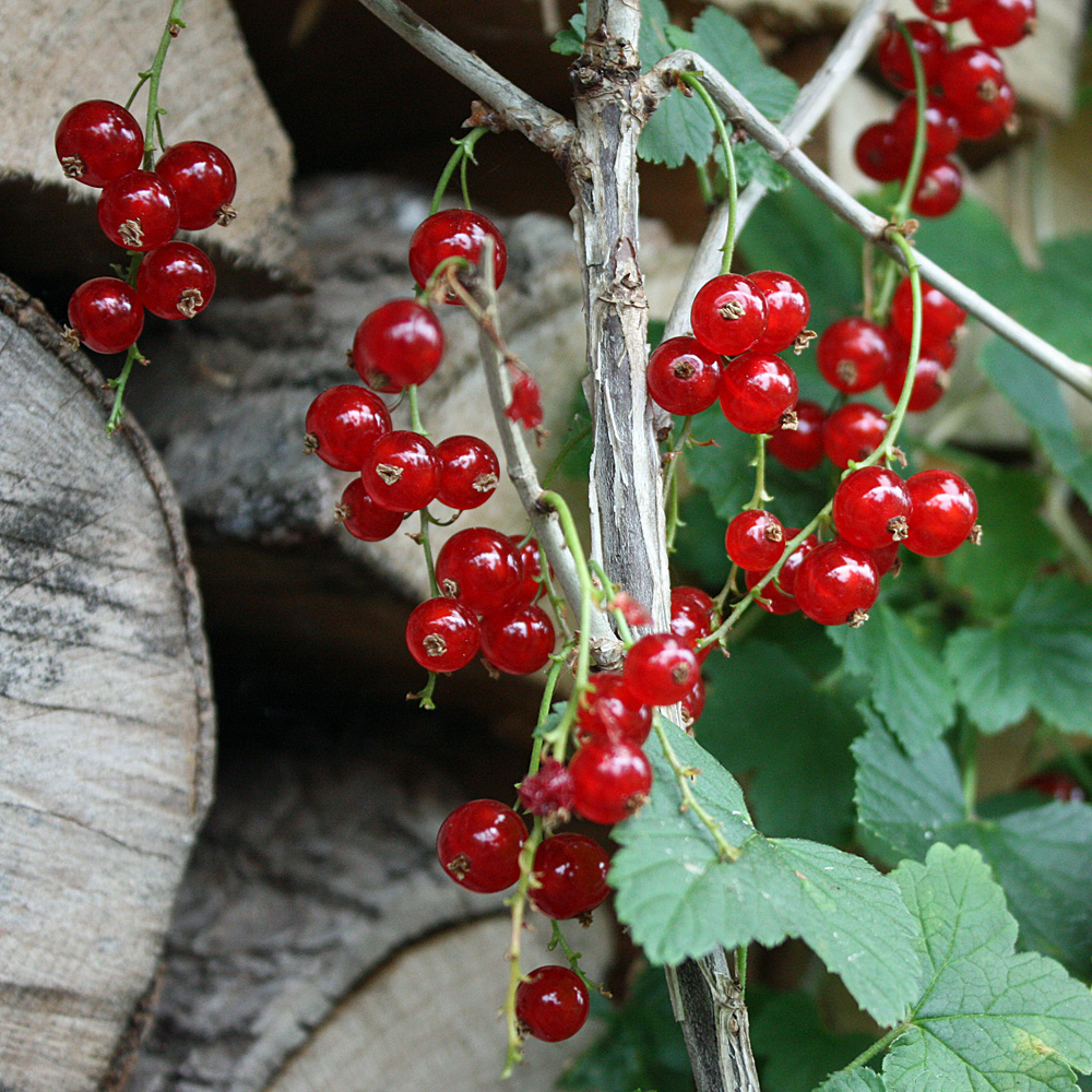 Rote Johannisbeere 'Rovada'