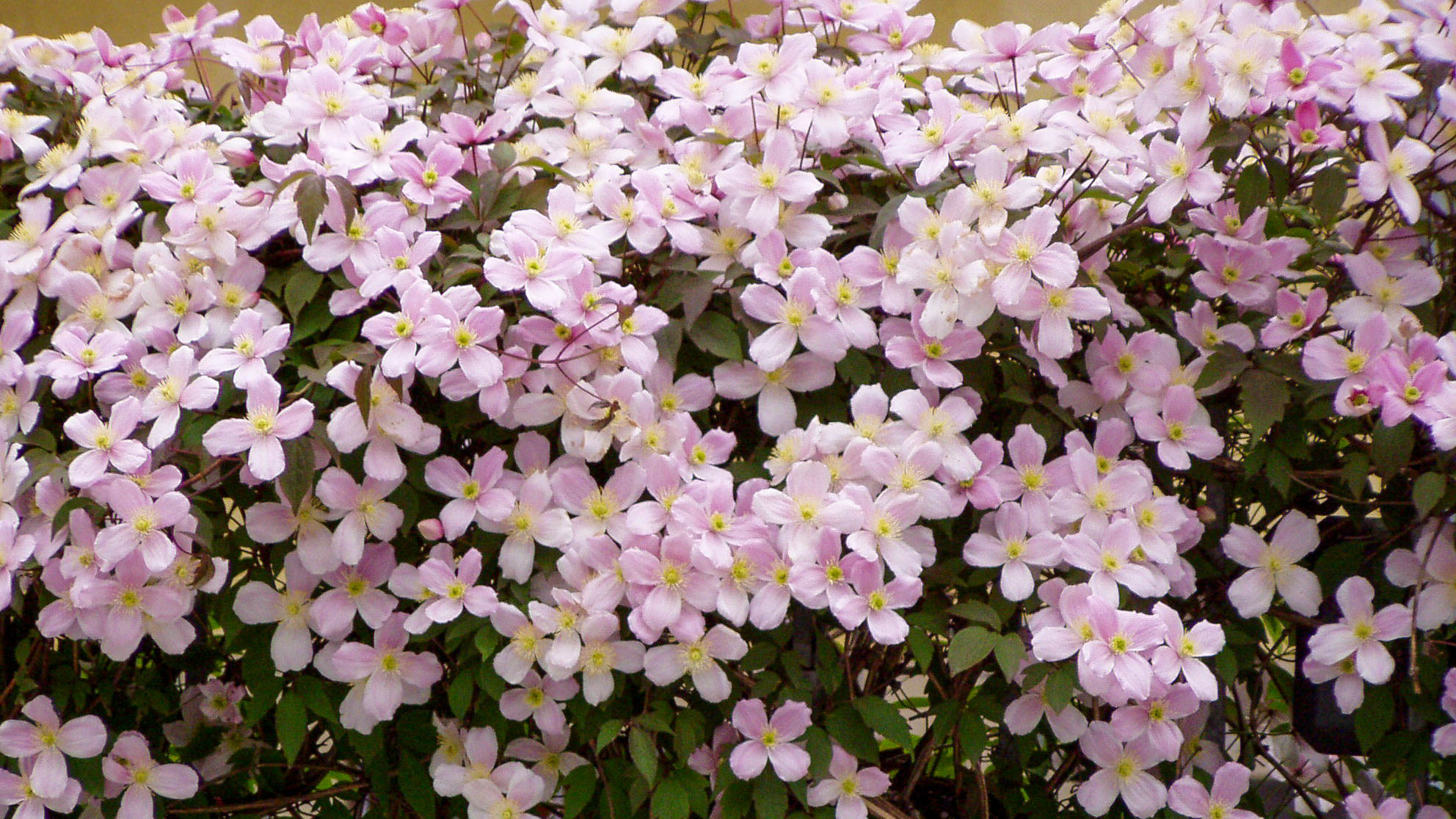 Frühblühende Clematis