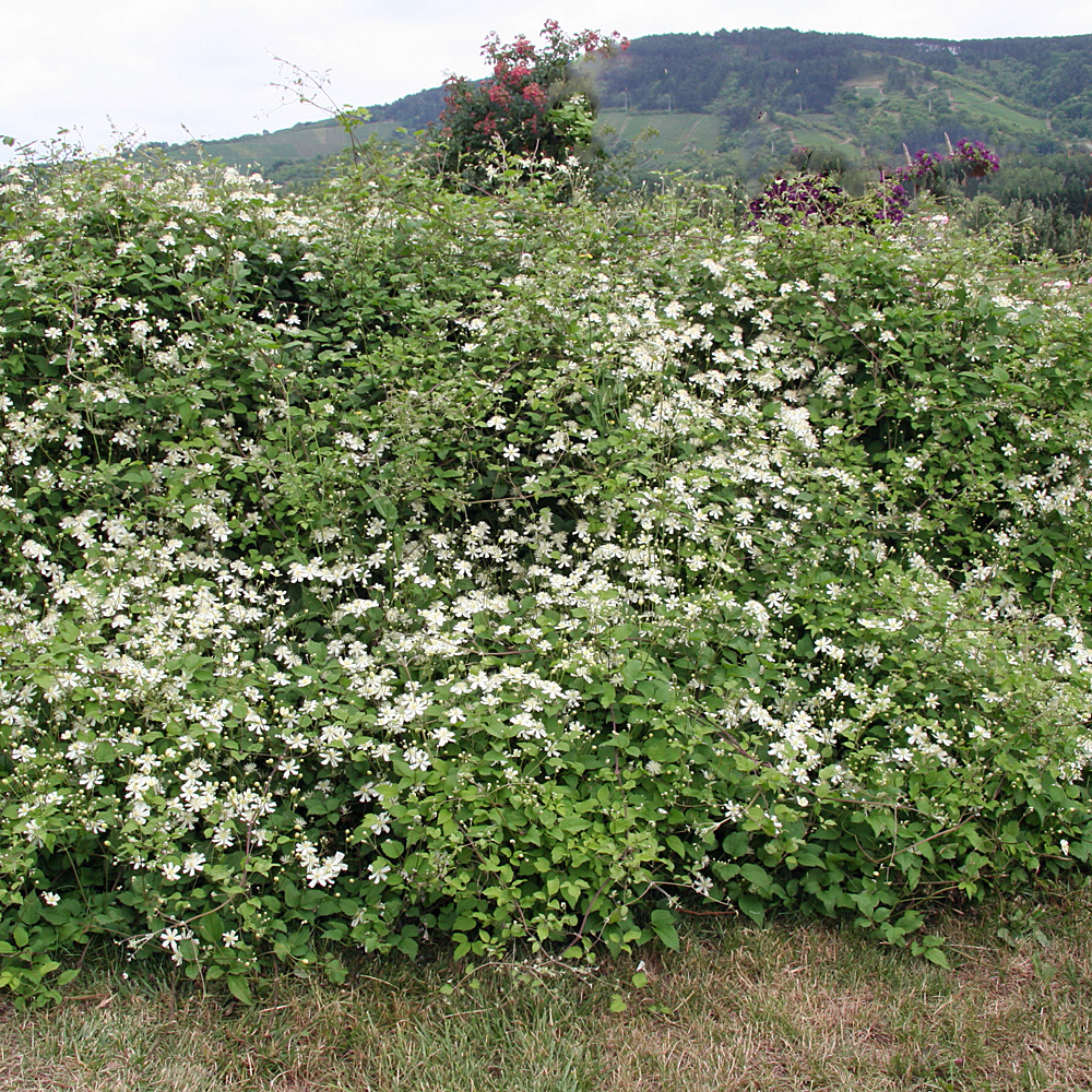 Clematis fargesioides Paul Farges