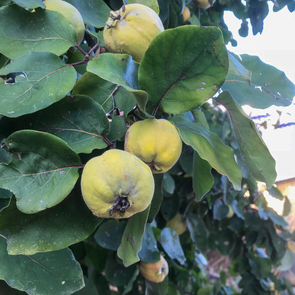 Quitte 'Cydora Robusta' ®
