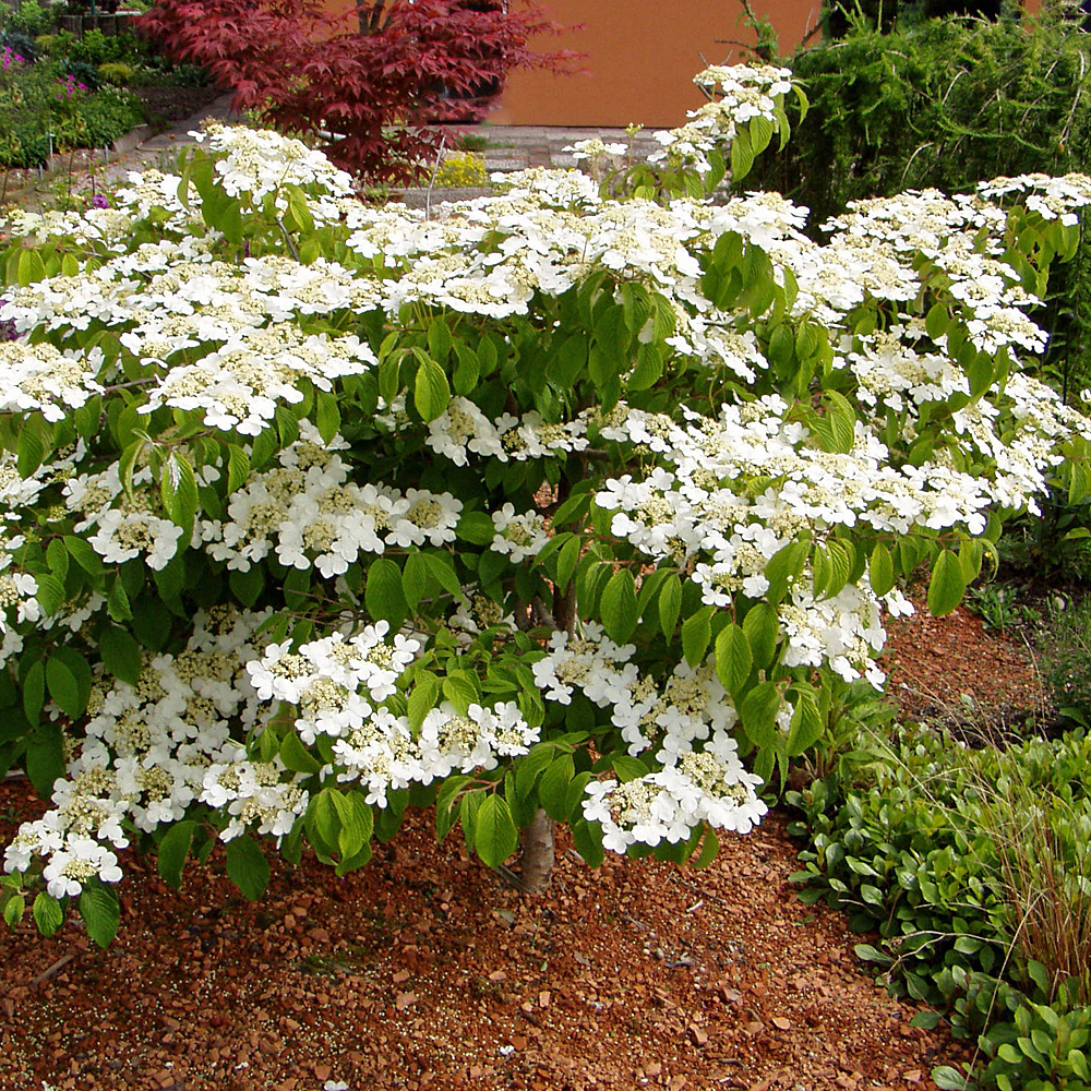 Roter Fächerahorn, Ahorn, Acer, Blattschmuck