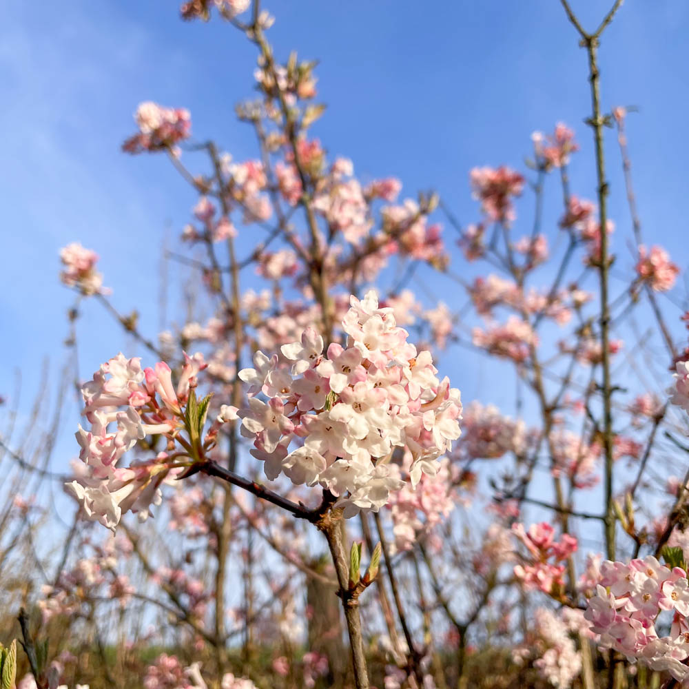 Winterschneeball botnantense 'Charles Lamont'