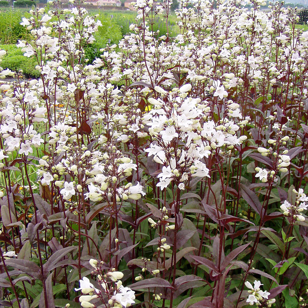 Kokardenblume Bremen, Beetstaude, Blütenpflanze