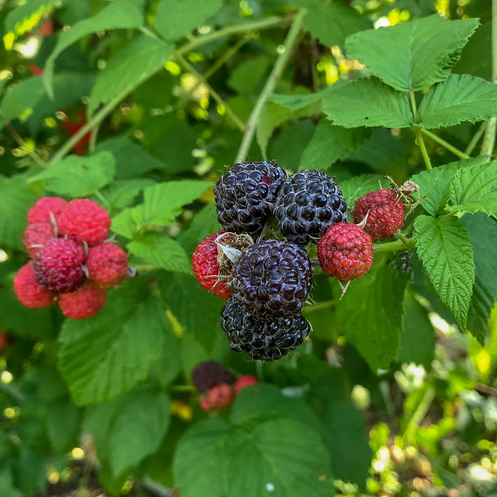 Sommerhimbeere 'Black Jewel'