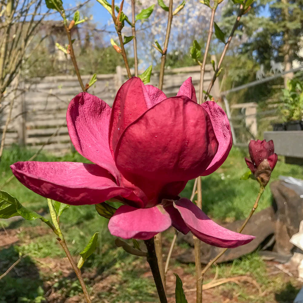 Magnolie Genie, Magnolia, Frühjahrsblüher