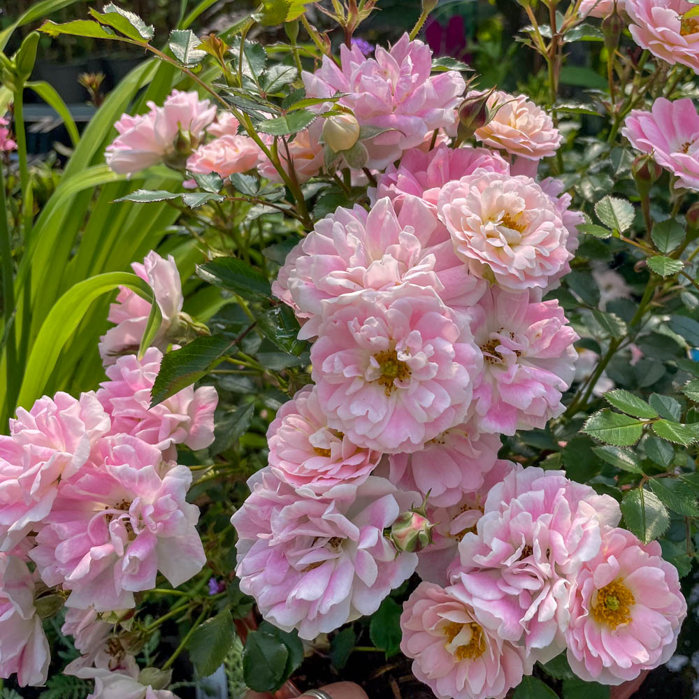 Bodendeckerrose 'Flirt 2011'