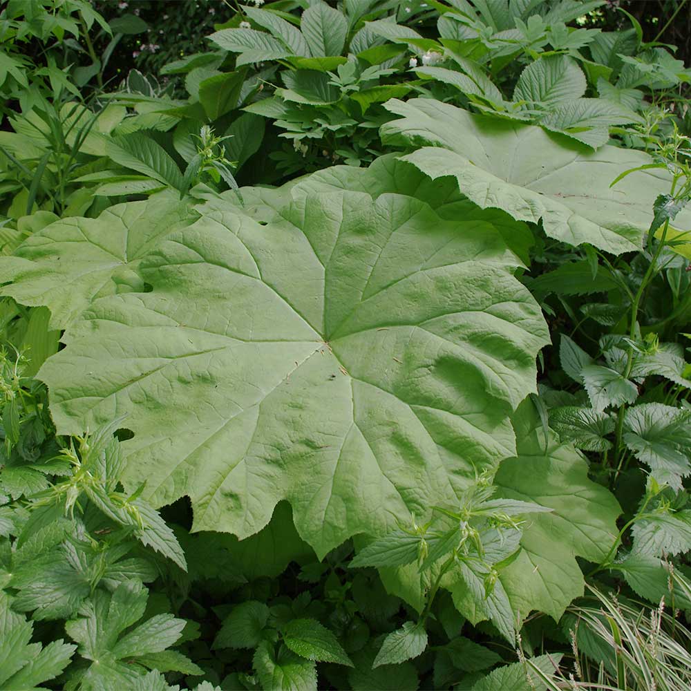 Tafelblatt