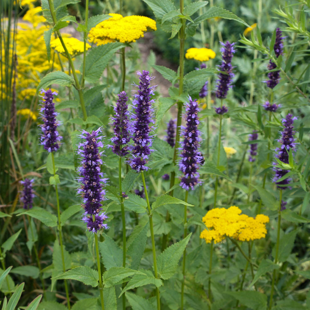 Duftnessel Blue Boa, Duftpflanze, Bienenweide