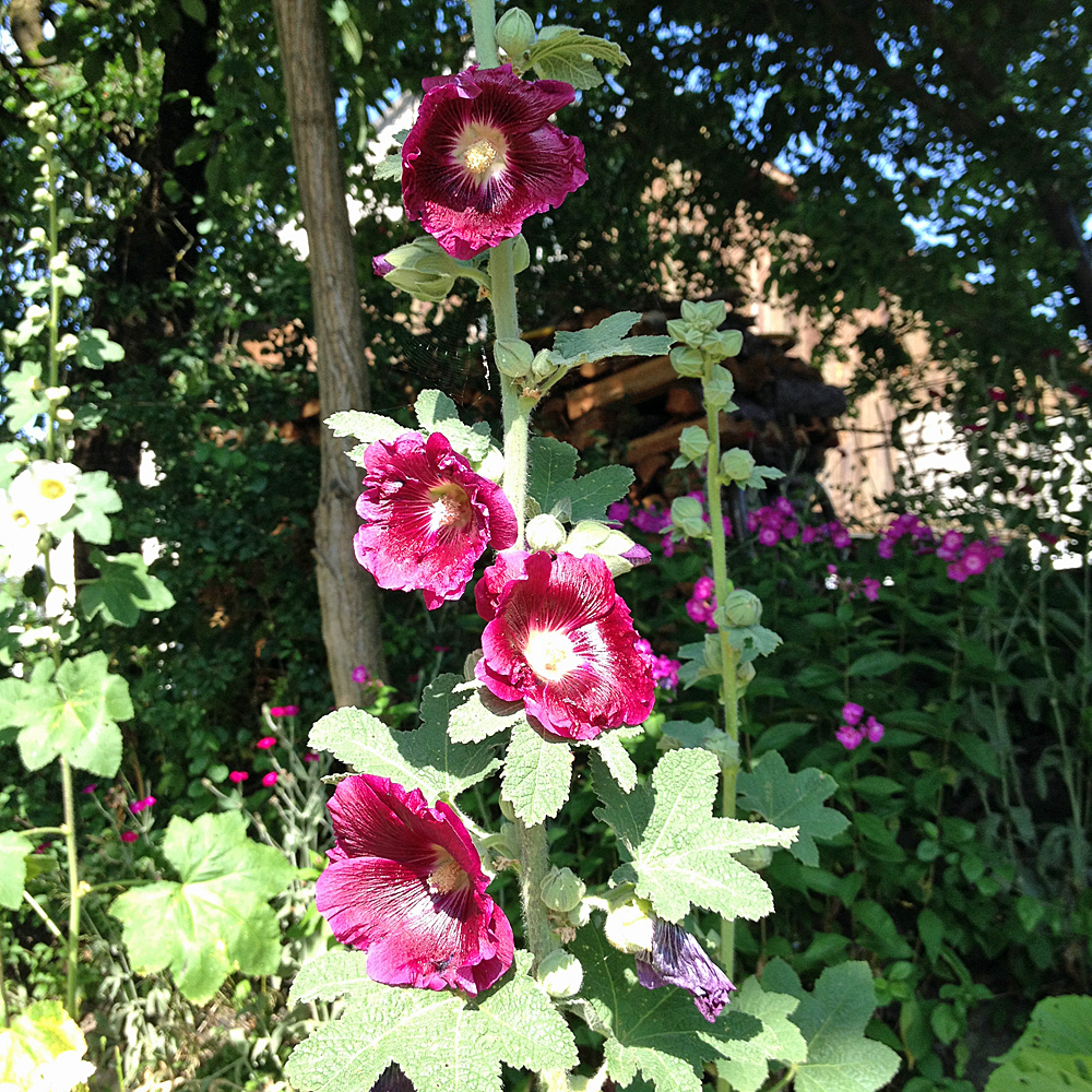 Stockrose, Bauerngarten, Blütenstaude