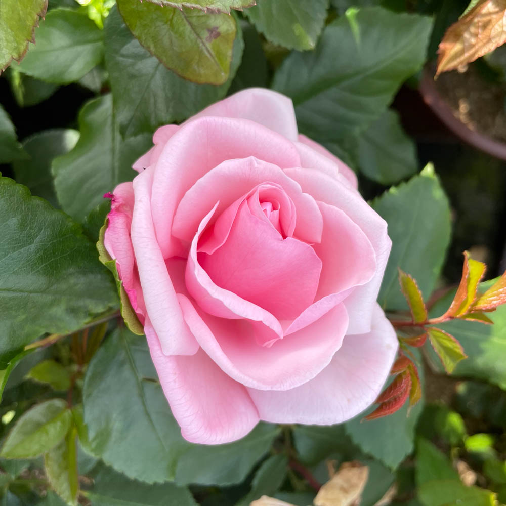 Edelrose 'Sachsenperle' ®