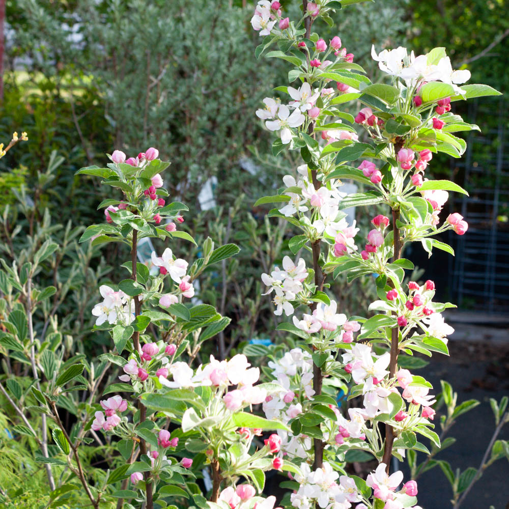 Zierapfel 'Golden Hornet'
