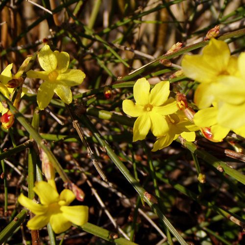 Winterjasmin, Jasmin, Frühjahrsblüher