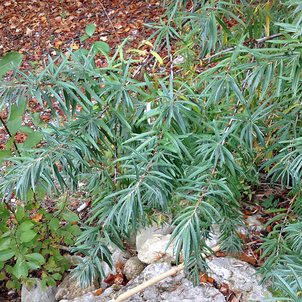 Sanddorn Pollmix, Hippophae, Laubgehölz