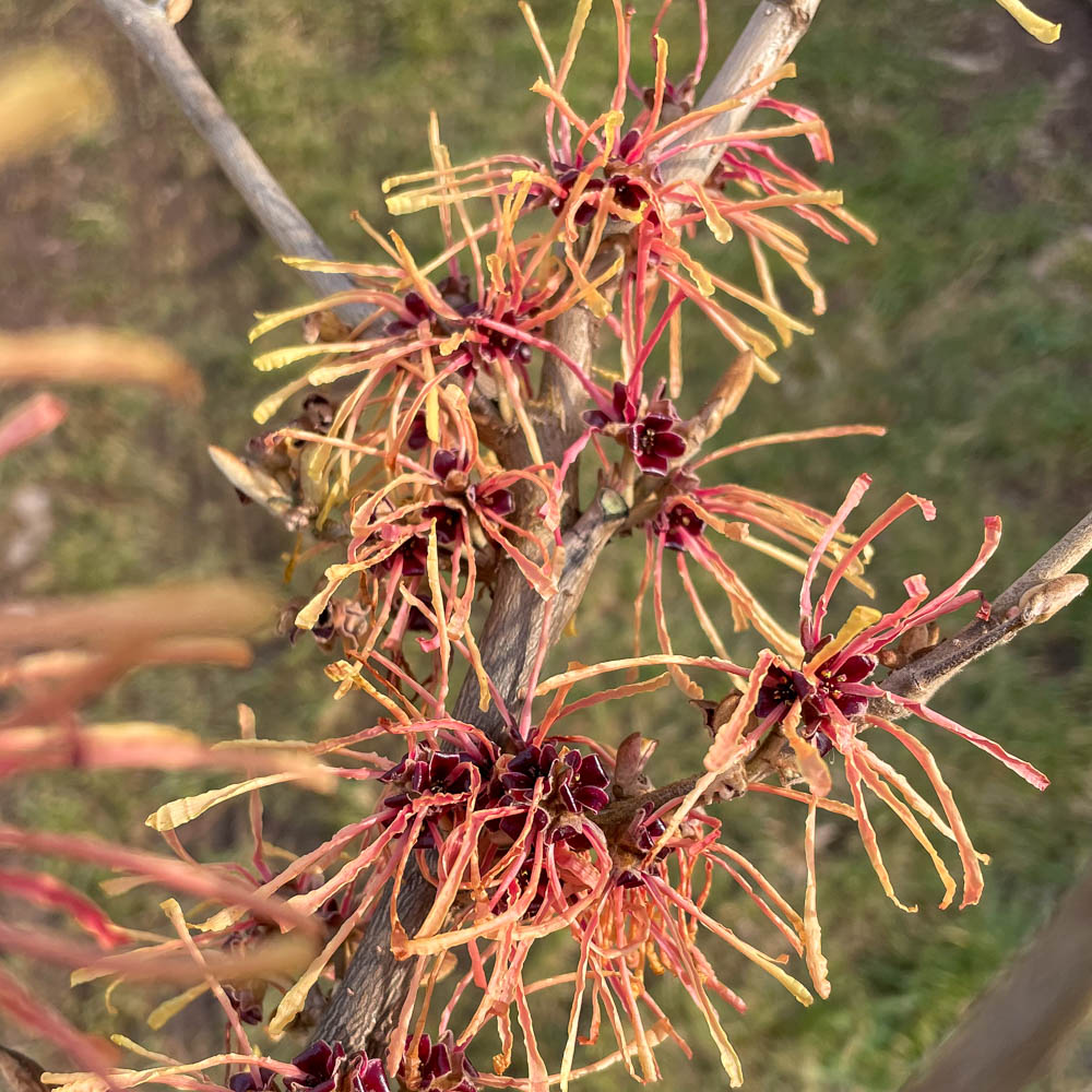 Zaubernuss 'Aurora'