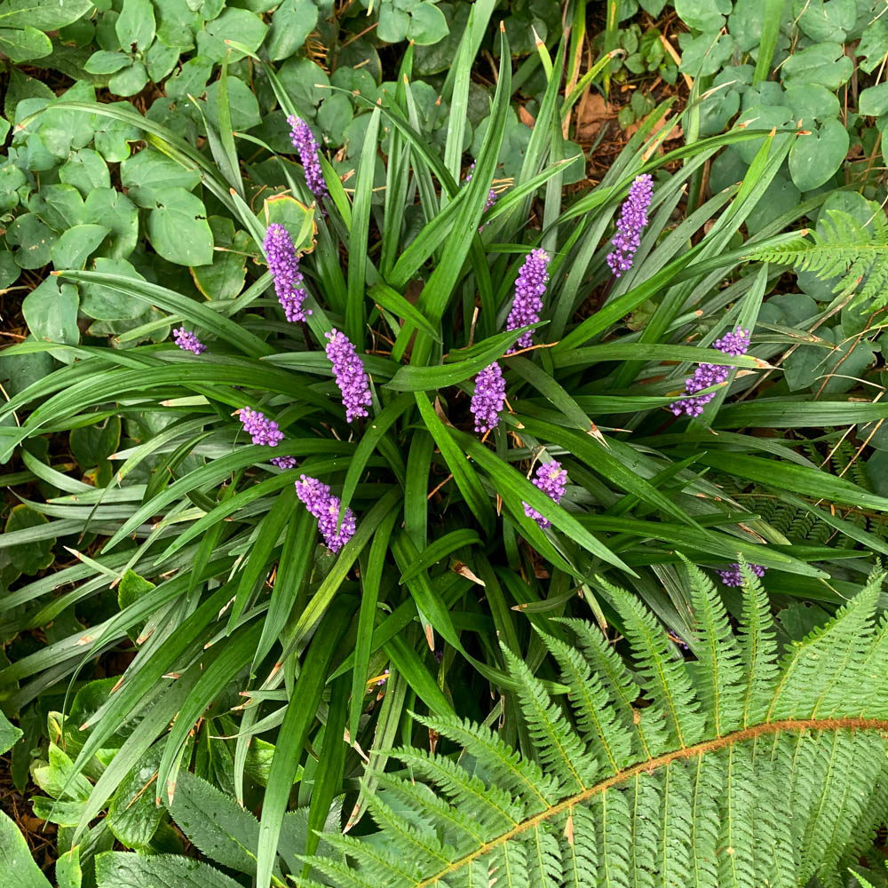 Lilientraube 'Ingwersen'