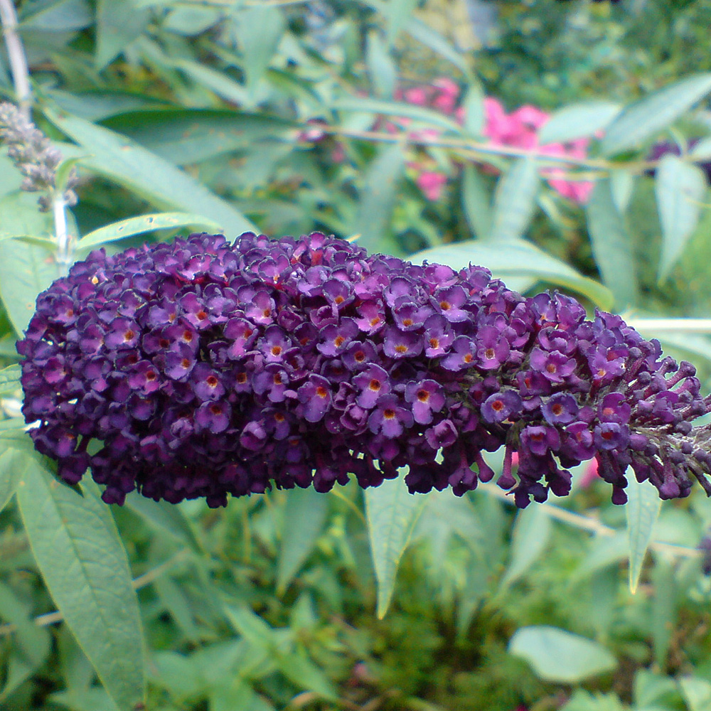 Sommerflieder, Buddleja, Bienenmagnet, Schmetterlingsstrauch