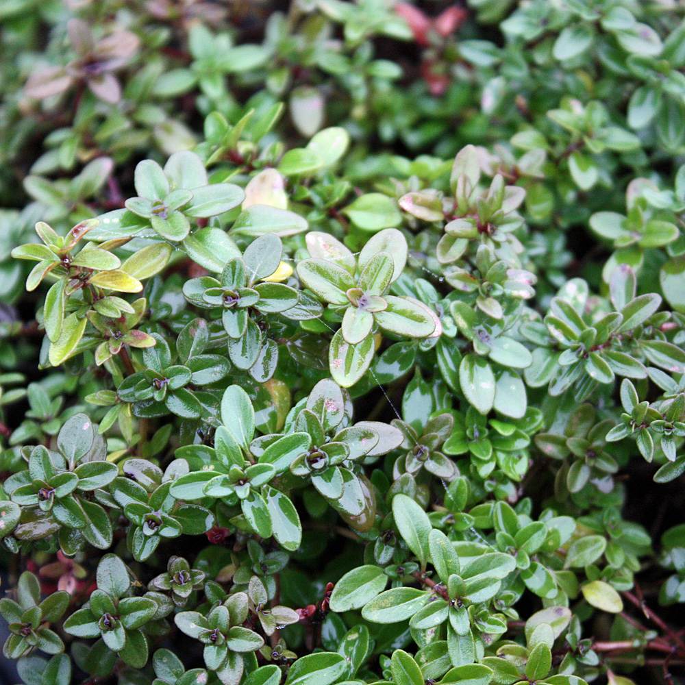 Thymian, Echter Quendel, Feldthymian, Thymus, Gewürzkraut