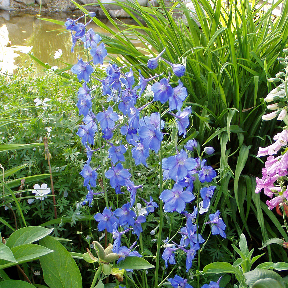 Rittersporn Piccolo, Delphinium, Blütenstaude