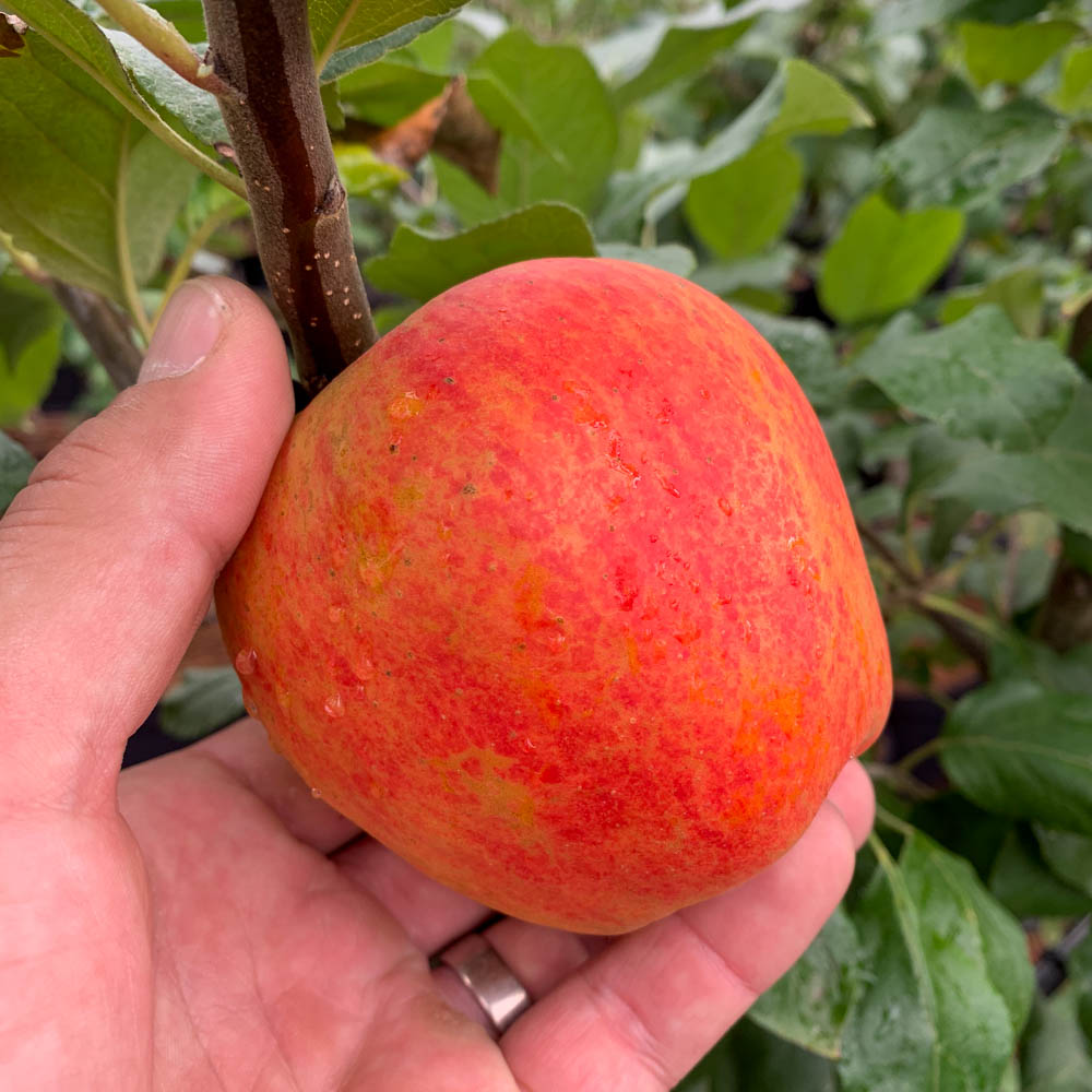Apfel 'Barbarossa' ®