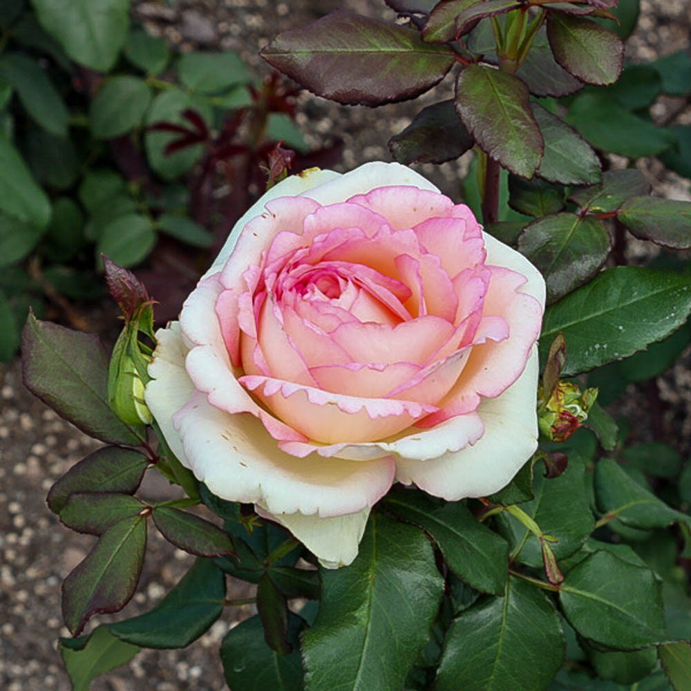 Edelrose 'Souvenir de Baden Baden' ®
