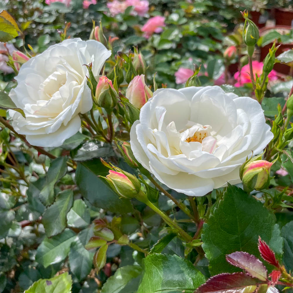 Strauchrose 'Weiße Wolke' ®