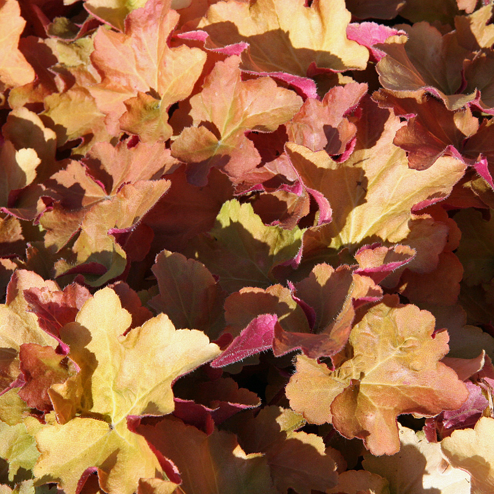 Purpurglöckchen Caramel, Heuchera, Blattschmuck