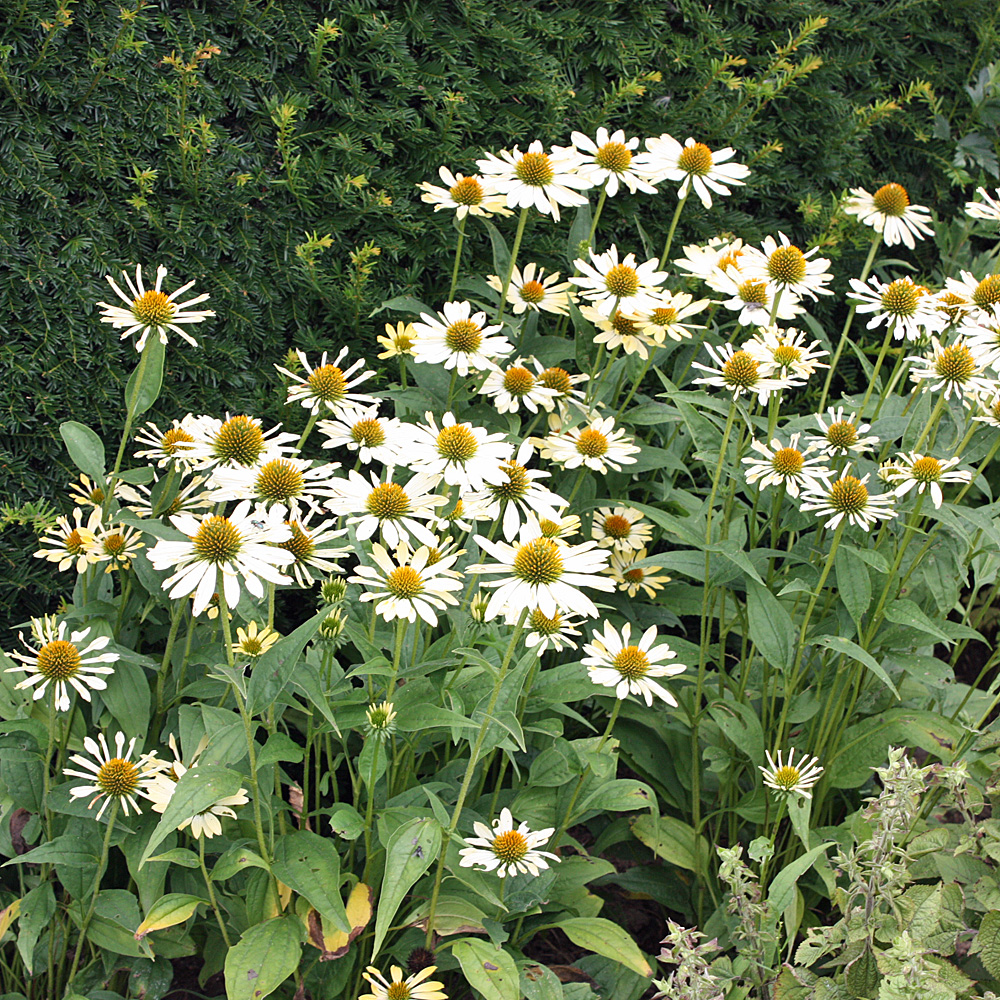 Sonnenhut, Echinacea, Scheinsonnenhut