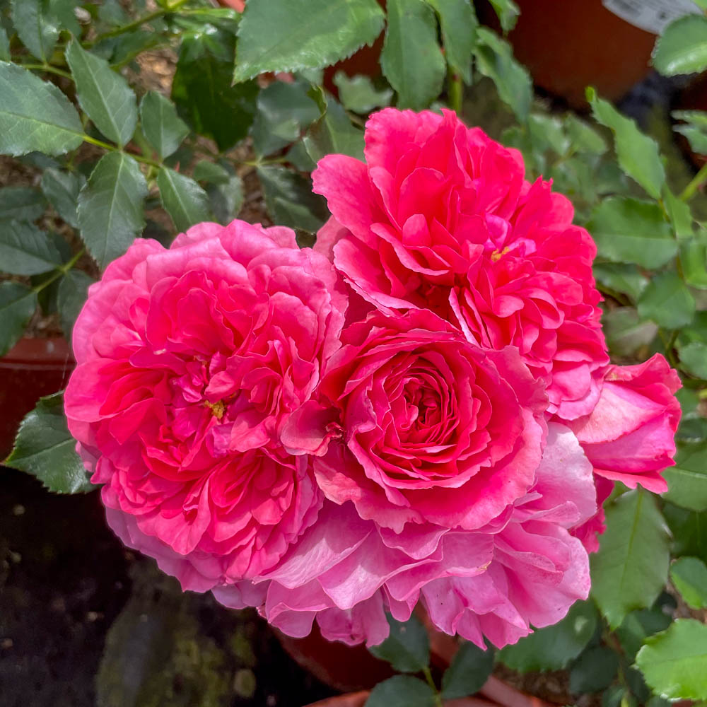 Kletterrose 'Rosarium Uetersen' ®
