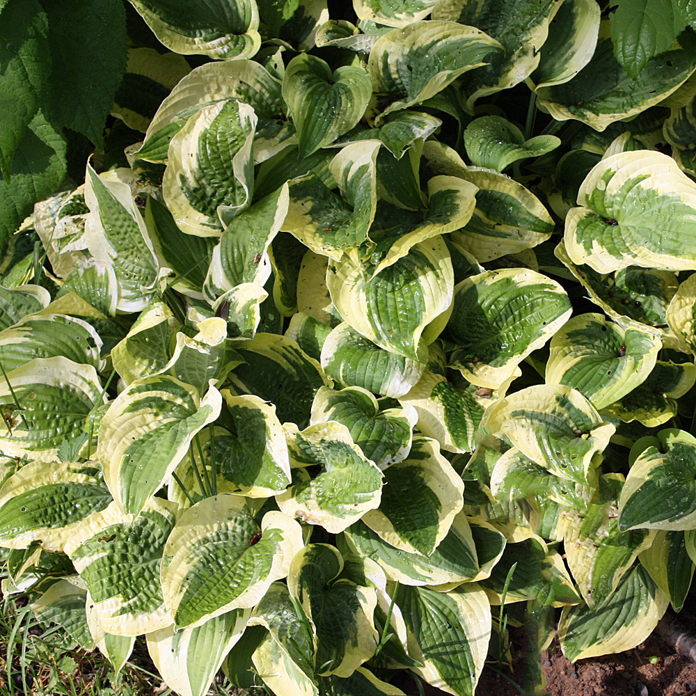 Goldrandfunkie, Funkie, Aureomarginata, Hosta, Blattschmuckstaude