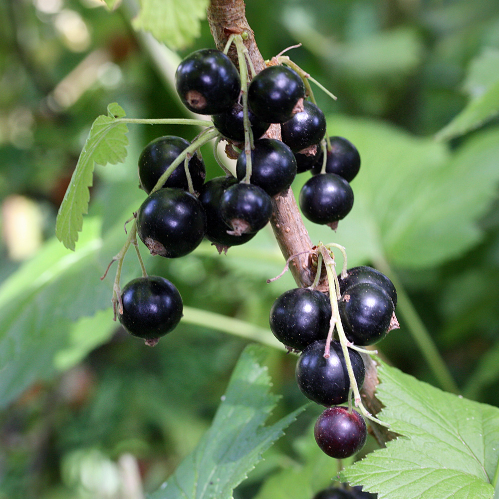 Schwarze Johannisbeere 'Ben Sarek' als Stämmchen
