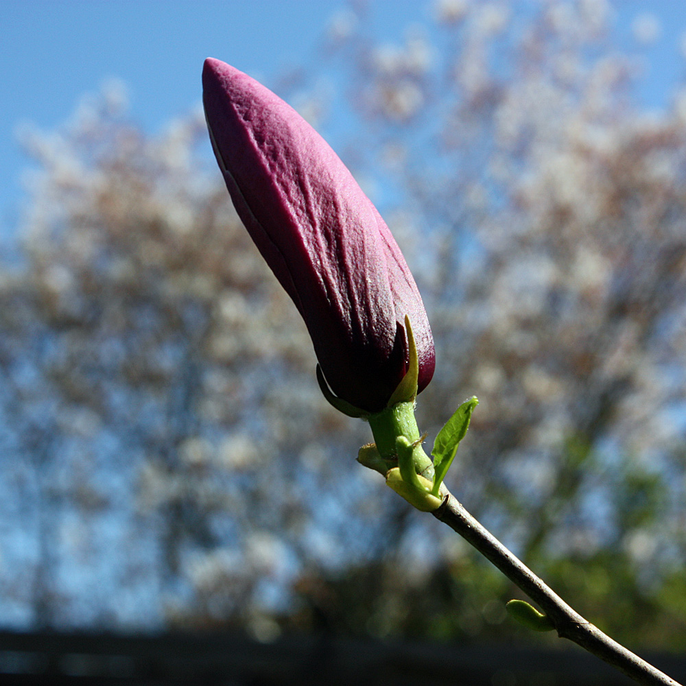 Chinesische Magnolie 'Oriental Night'